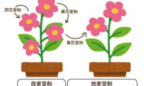 石膏颗粒和石膏粉区别-石膏颗粒的功效与作用及禁忌网石膏颗粒有什么作用知识网站,分享石膏颗粒图片大全